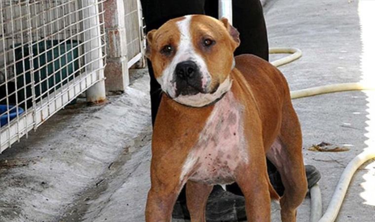 Van'da sokak köpeğine saldıran 2 pitbull köpeğinin sahiplerine 28 bin lira ceza