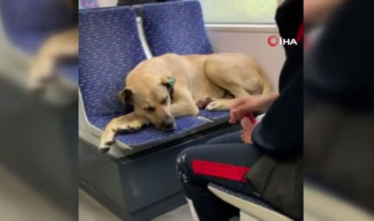 İstanbul'da yağmurdan kaçan köpek tramvaya bindi