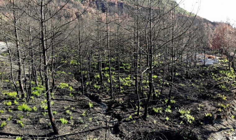 Osmaniye'de yanan alanlar yeniden yeşillenmeye başladı