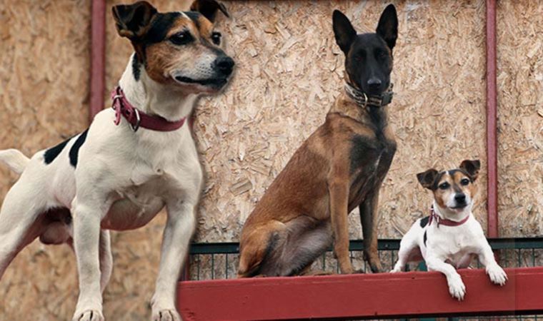 Ankara'nın en küçük arama kurtarma köpeği: 'Leon'