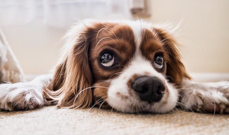 Araştırma: Köpekler kasıtlı eylemleri ve kazara yapılan davranışları ayırt edebiliyor