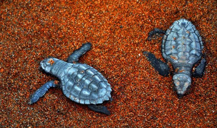 İztuzu'nda caretta caretta yuvası ve yavru çıkışında rekor