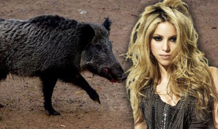 Shakira, yaban domuzlarının saldırısına uğradı