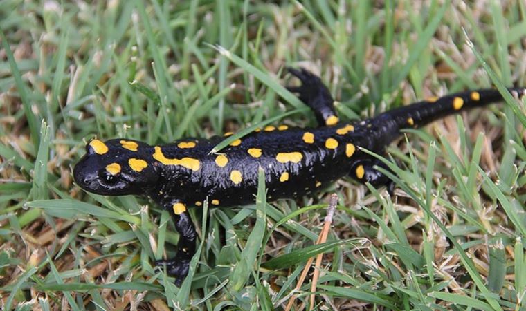 Anadolu lekeli semenderinin popülasyon genetiği araştırılacak