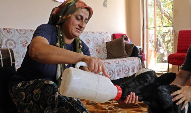 Prematüre doğan buzağını evine aldı, biberonla besleyip altını bezledi