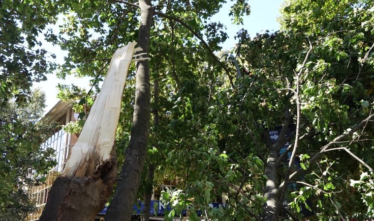 Kadıköy'de etkili olan rüzgar ağacı devirdi