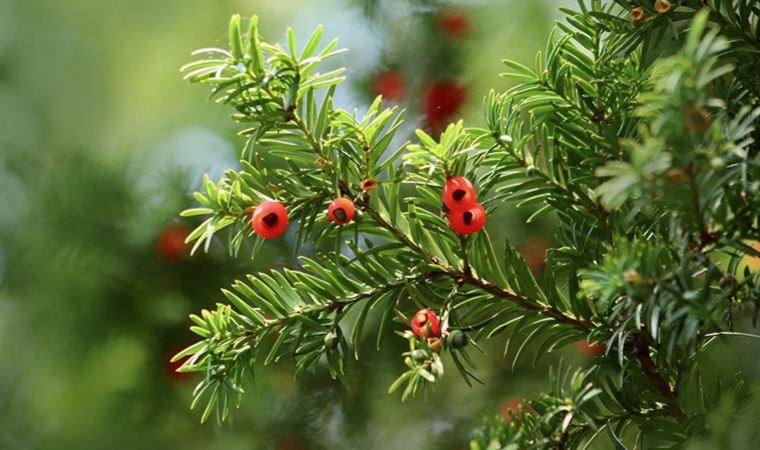 Drug Compound That Shrinks And Destroys Cancer Cells In Yew Tree   Kapak 104351 