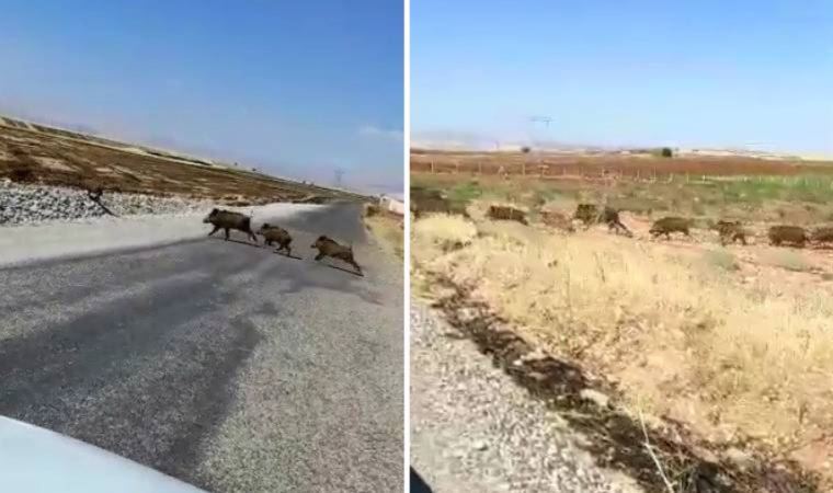 Hızla gelen yaban domuzu sürüsünün geçişini beklediler