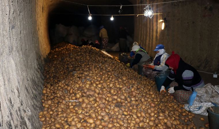 Mağaralarda muhafaza ediliyor; Türkiye'nin dört bir yanına gönderiliyor