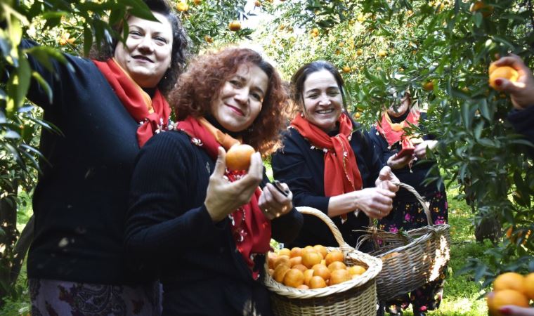 Bodrum'da 'Mandalina Hasat Festivali' gerçekleştirildi