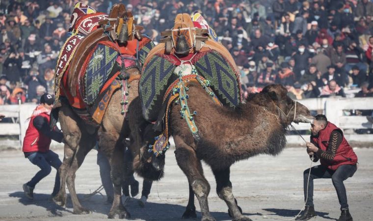 Hayvan hakları aktivistleri, yetkililerin güvenli dediği deve güreşinin yasaklanmasını istiyor