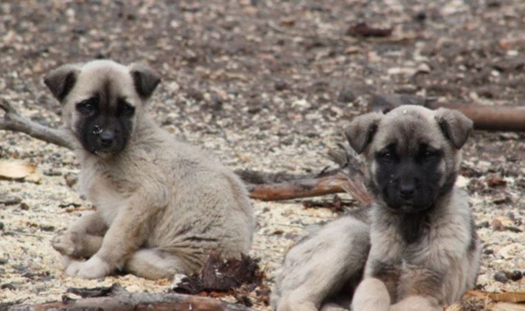 Köpek sorunu mu, insan sorumsuzluğu mu?