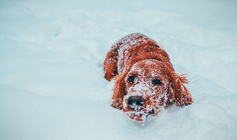 10 yaşındaki çocuk, kar fırtınasında sokak köpeğine sarılarak hayatta kaldı