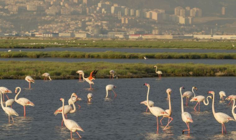 Gediz Deltasının Unesco yolunda: Mavişehir'de Flamingo Doğa Parkı kuruluyor