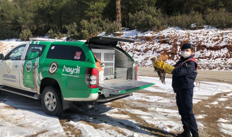 Kanadı kırık şahini jandarma ekipleri kurtardı