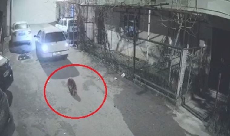 Otomobille köpeği ezip, yoluna devam etti