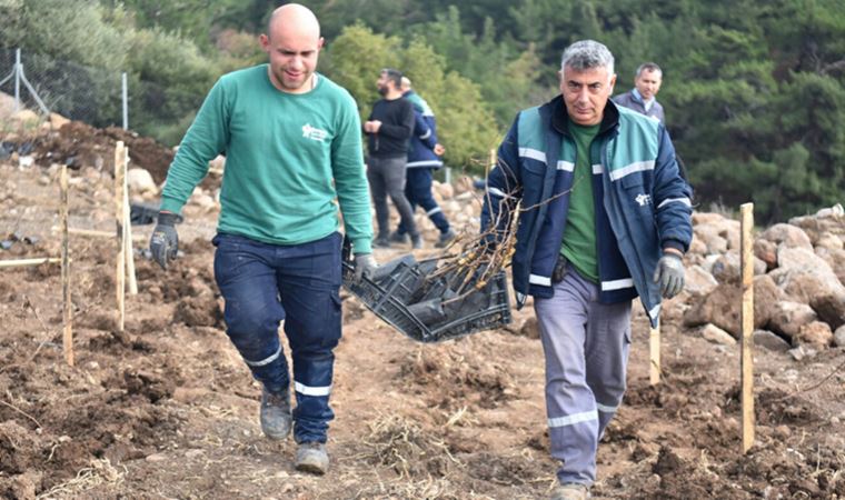 Bornova'nın coğrafi işaretli 'misket üzümü' için üretim seferberliği