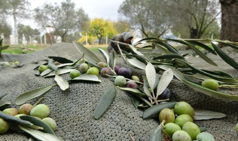 İklim değişikliği zeytin üretimi vuruyor