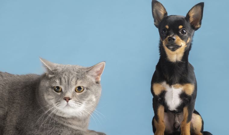 Dünya Kediler Günü: 2021’in en popüler kedi ve köpek isimleri açıklandı