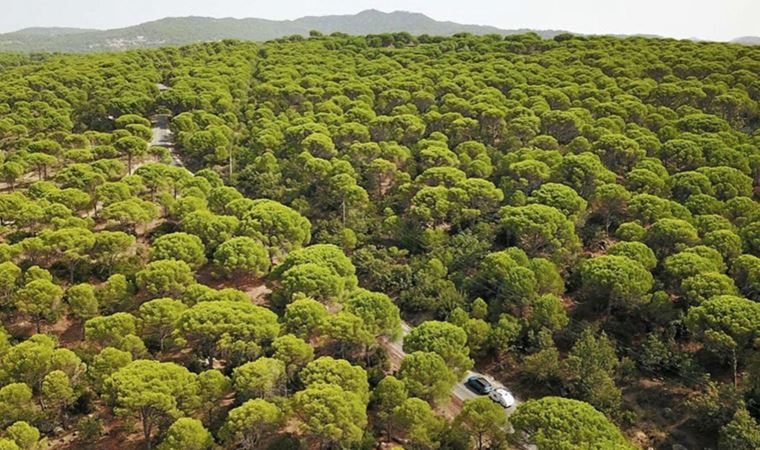 Yargı, Kozak Yaylası'ndaki talana 'dur' dedi