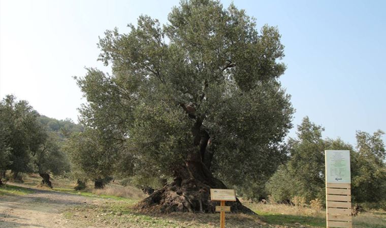 Zeytin ağaçlarına kıymayın