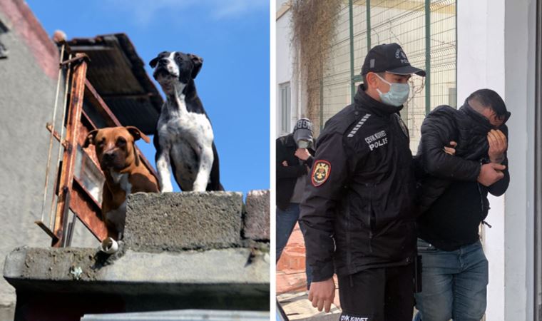 Pitbull köpekli torbacılar, adli kontrolle serbest