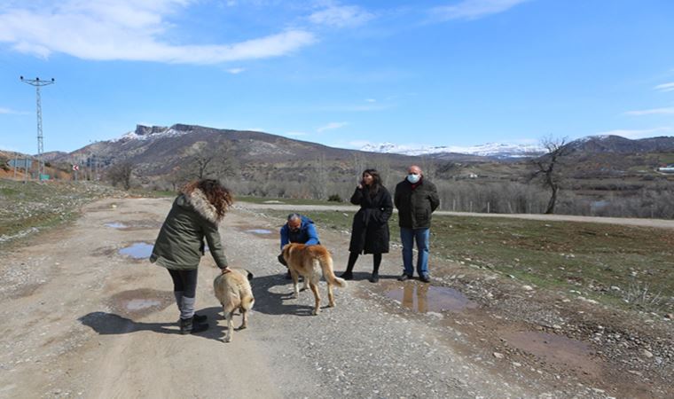 Bir köpek bacakları kesilmiş halde ölü bulundu