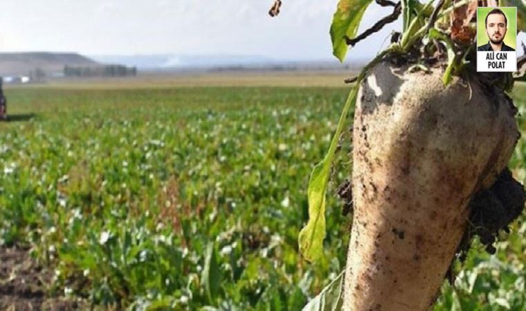 Gıda güvenliğindeki tehlike şekere de bulaştı, üreticiler acil önlem talep ediyor