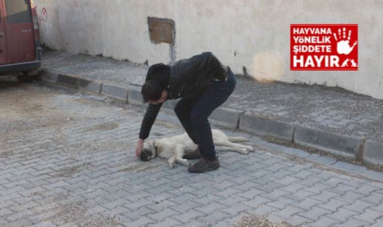 Kilis’te vicdansız sürücü köpeği ezerek kaçtı!