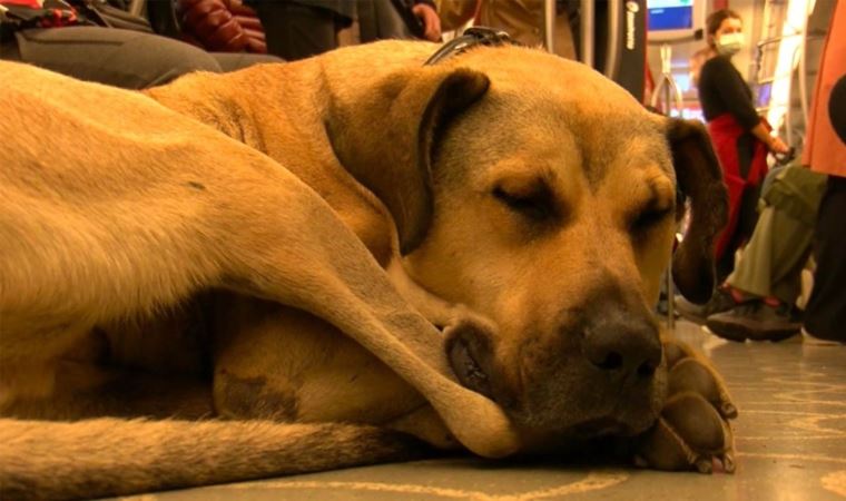 Boji köpek İstanbul'u karış karış gezmeye devam ediyor