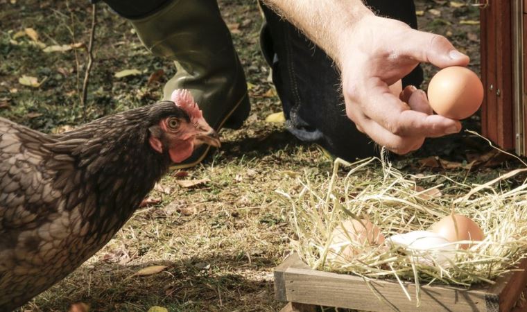 Kuş gribi nedeniyle İngiltere'de gezen tavuk yumurtası satılmayacak