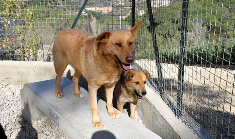 Evinin çatısına çıkan 2 köpeği öldüren zanlı tutuklandı