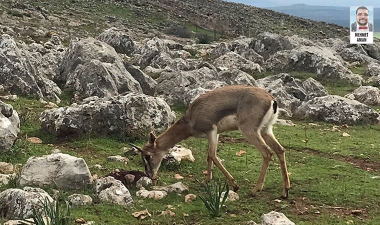 Koruma altındaki dağ ceylanlarının sayısı artıyor