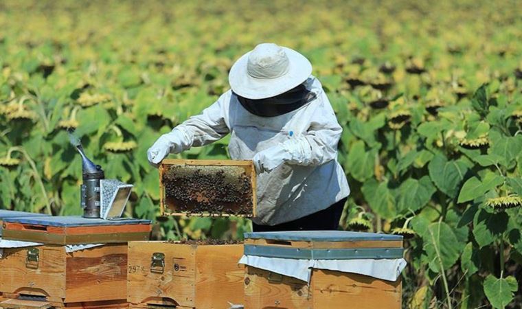 Tarım ve Orman Bakanlığı'ndan arıcılara ilave şeker arzı