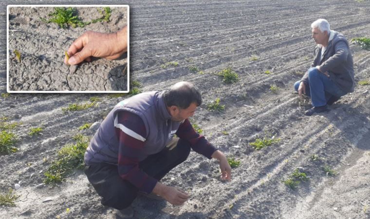 Osmaniye’de yaklaşık '60 bin dönüm' mısırı don vurdu: 'Çiftçinin sonu iyi gözükmüyor'