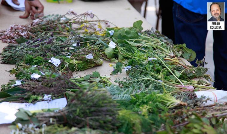 Alaçatı Ot Festivali: 'Baharın müjdecisi'