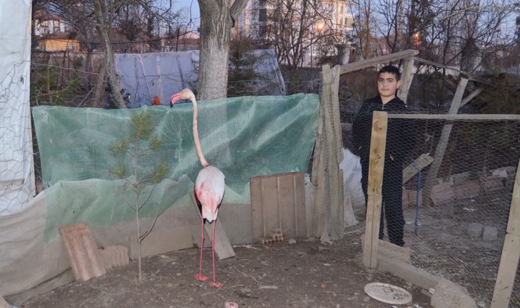 Ayağında İranlı kuş gözlemcilerin taktığı çip bulunan flamingo tedavi edildi