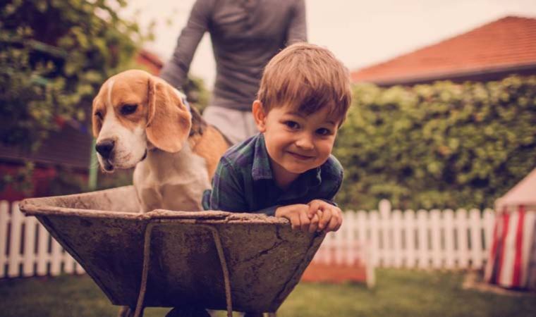 Köpekler nasıl insanın en iyi arkadaşı oldu?