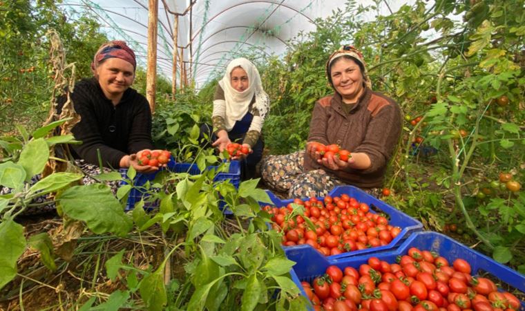 Dünya Emekçi Kadınlar Günü'nü serada domates toplayarak geçiriyorlar