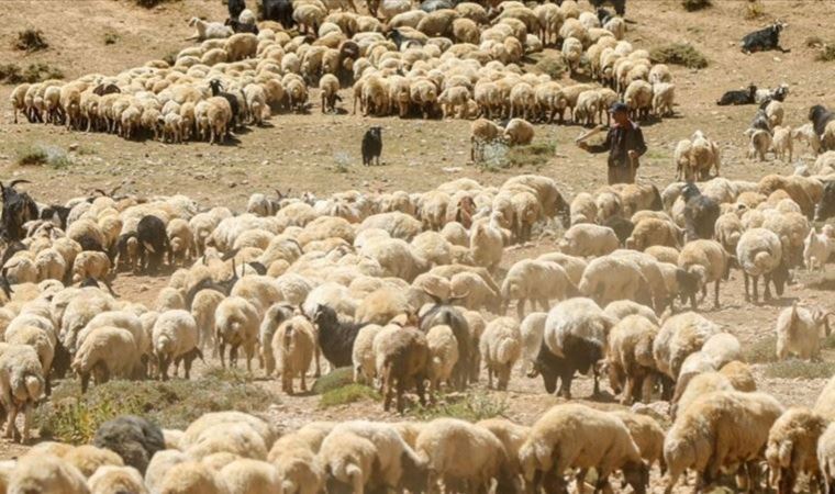 Çiçek hastalığı nedeniyle küçükbaş hayvan hareketliliği kısıtlandı