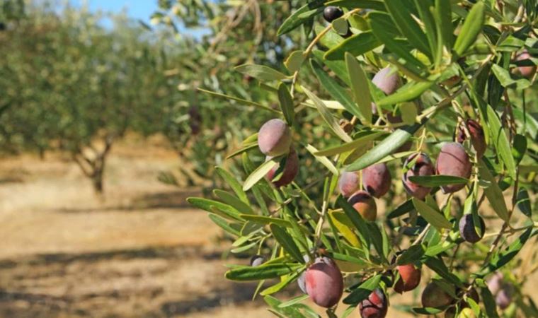 Muğla Barosu 'zeytinlik düzenlemesine' karşı dava açtı