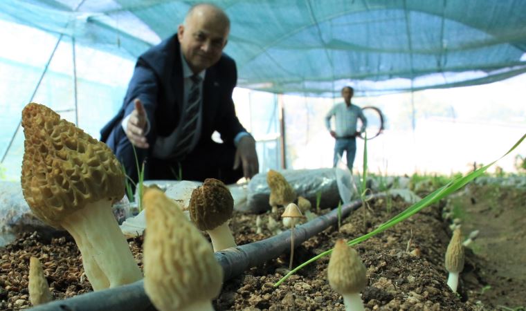 Tazesinin kilosu 400, kurusu 3 bin TL... Türkiye’de ilk defa üretimi yapıldı