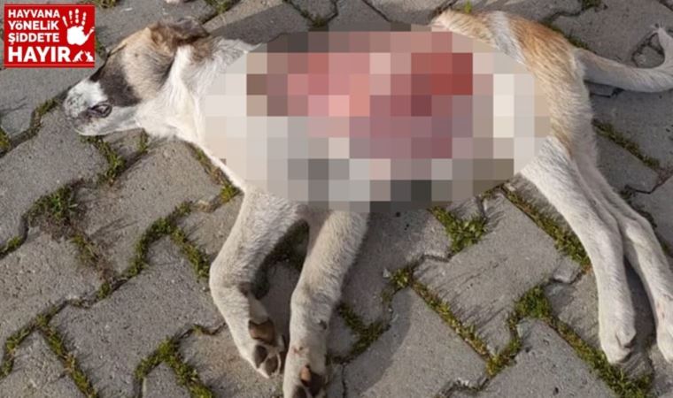 Yavru köpek, derisinin bir kısmı yüzülmüş halde ölü bulundu