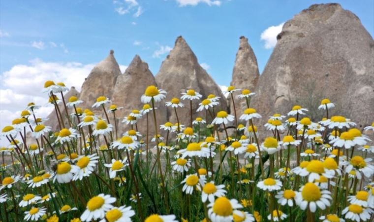 Kapadokya'da çiçekler kar altında kaldı