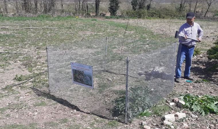 Edirne'de 'kırmızı orman karıncası yuvası' korumaya alındı