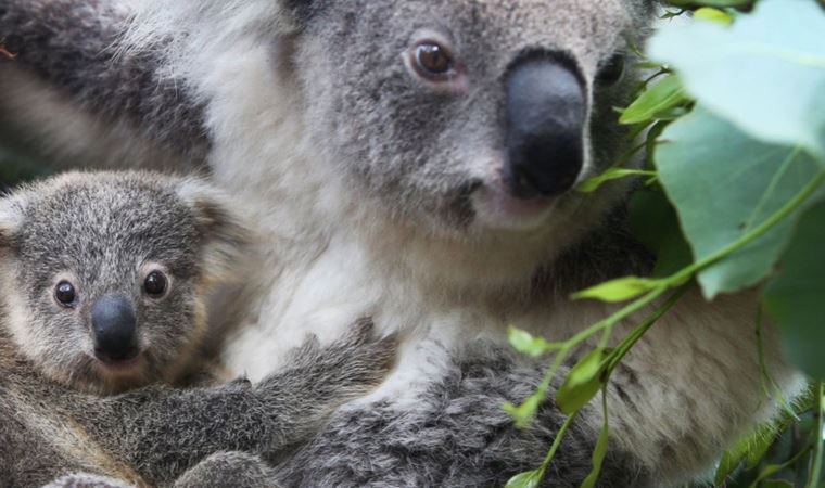 Araştırmacılardan öneri: Koalaları kurtarmak için koala spermi dondurun