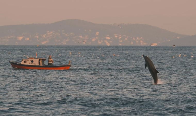 İstanbul'da yunus balıkları görsel şölen oluşturdu