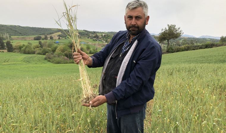 Kuraklık buğday üreticisine 30 yıl sonra tarla sulattı