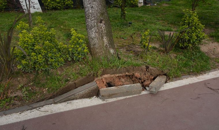 Ordu'da fırtına: Ağaçları kökünden söktü