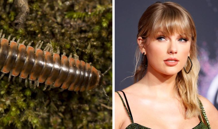 Yeni keşfedilen kırkayak türüne Taylor Swift'in ismi verildi